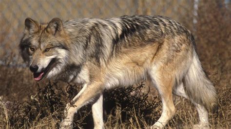 Mexican Wolves Found Dead In Arizona New Mexico