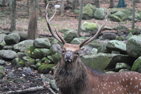 Sika Deer Southwicks Zoo