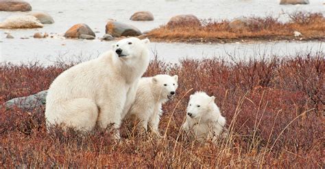 Churchill Polar Bear Tours Natural Habitat Adventures