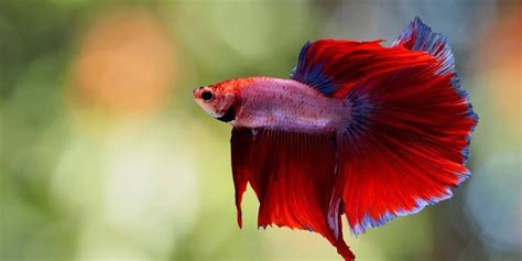 How To Care For An Old Betta Fish Residence Style