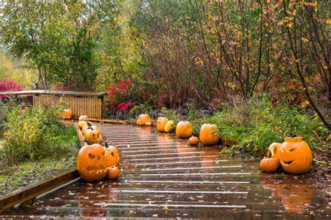 Three Cute Halloween Pumpkins In Autumn Park Stock Photo Image Of