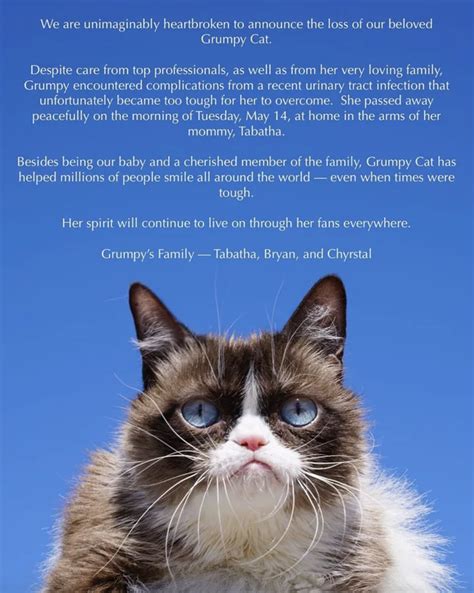 Grumpy Cat The Internets Grumpiest Legend Has Died Grumpy Cat Cat