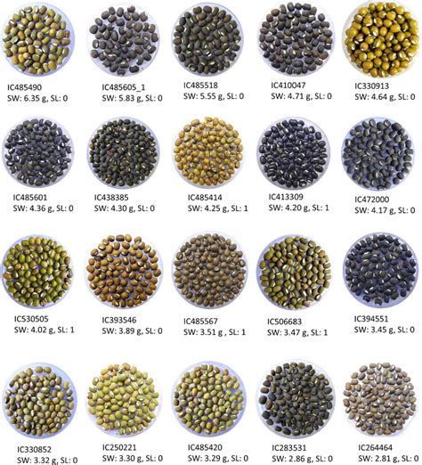 Highlights Of Seed Variability For Seed Size Seed Coat Colour And Seed