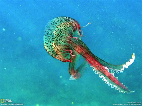 Jellyfish Deep Sea Creatures Life Under The Sea Ocean