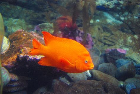 Filebright Orange Fish Oregon Coast Aquarium