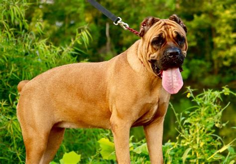 If you are looking for a cane corso puppy for sale in pa or nearby states check out our website to see lots of quality cane corso puppies. Outlaw Kennel - Cane Corso Puppies for sale - The Outlaw ...