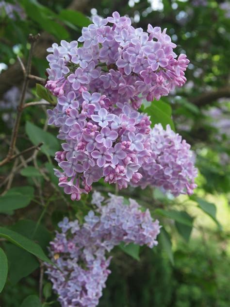 Pin By Olivia Curell On Lilacs Trees To Plant Lilac Flowers