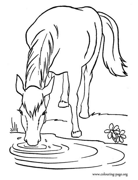 Horse coloring pages are great for teaching children about the many different types of horses and their uses. Horses - A farm horse drinking water in the lake coloring page | Horse coloring pages, Animal ...