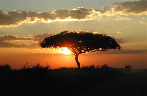 Sunset Masai Mara Those Beautiful Acacia Trees Angela Sevin Flickr