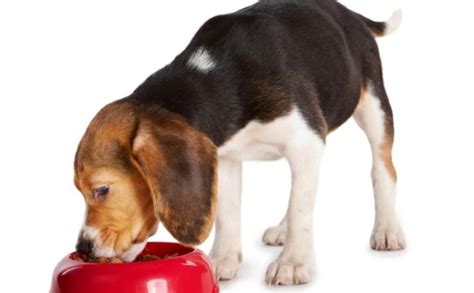 A mother dog's milk gives puppies everything they need for the first how often do newborn puppies poop? Puppy Help how often should a newborn puppy feed | SweetPuppies Amino