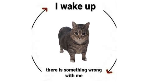 Waking Up Meme Cat