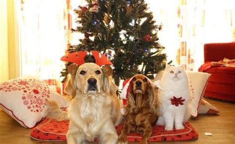 11 Best Dog Themed Christmas Decorating Ideas Canine Campus Dog