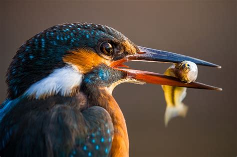 Wallpaper Common Kingfisher Bird Beak Fish Food Head Animals Common