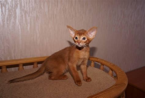 Started to work on pet portraits again. Purebred Abyssinian Kittens For Sale | Port Elizabeth ...