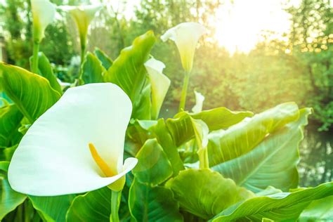 How To Plant Calla Lily Outdoor Complete Growing And Care Tips