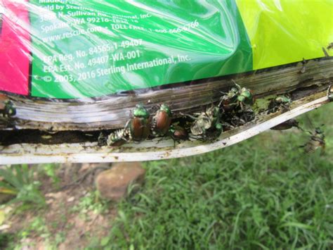 Rescue Japanese Beetle Trap 2 Video The Belmont Rooster