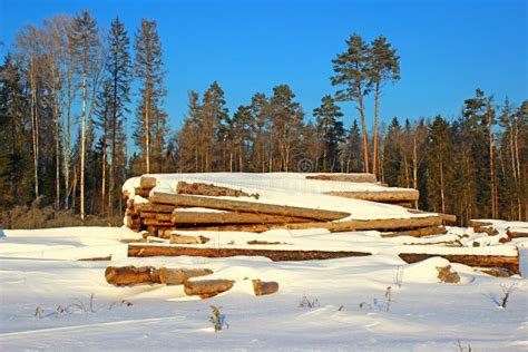 Winter Timber Logs Before Transport To Lumber Mill Stock Image Image