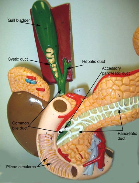 Pancreas Model Labeled Pancreas Gall Bladder And Spleen Human
