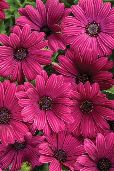 Bright Lights Purple African Daisy Osteospermum Hybrid Proven