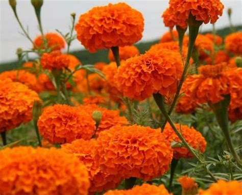 marigold orange flower gende ka phool at rs 120 kg marigold flower in bengaluru id