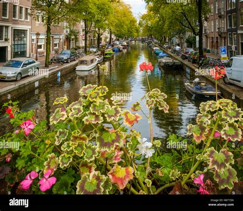 Geraniums Frame A View Of The Bloemgracht In Amsterdam Stock Photo Alamy