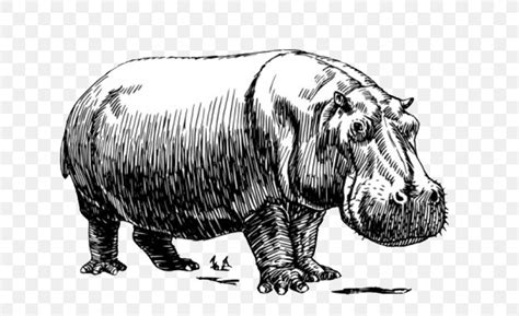 Hippopotamus Baby Hippos Clip Art Png 790x500px Hippopotamus Animal