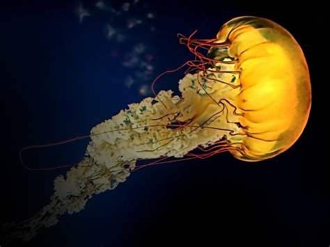 Download Jellyfish Tentacle Aquarium Royalty Free Stock Illustration