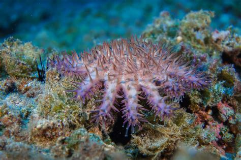 Sea Wonder Crown Of Thorns Starfish National Marine Sanctuary Foundation