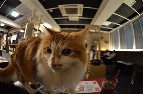 Meow About That A Bristol Cat Cafe Is Opening Soon