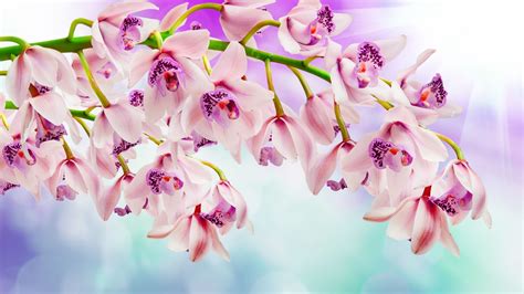 Desktop Wallpaper Orchid Pink Flowers Spring Hd Image Picture