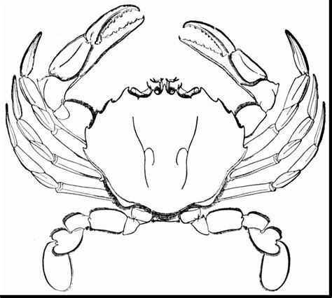 Horseshoe Crab Drawing at GetDrawings | Free download
