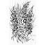 Vintage Clip Art  Black And White Gladiolus Engraving The Graphics
