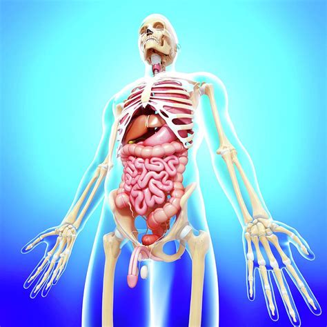 Human Anatomy Images Male Male Anatomymusclesskeleton 3d Model