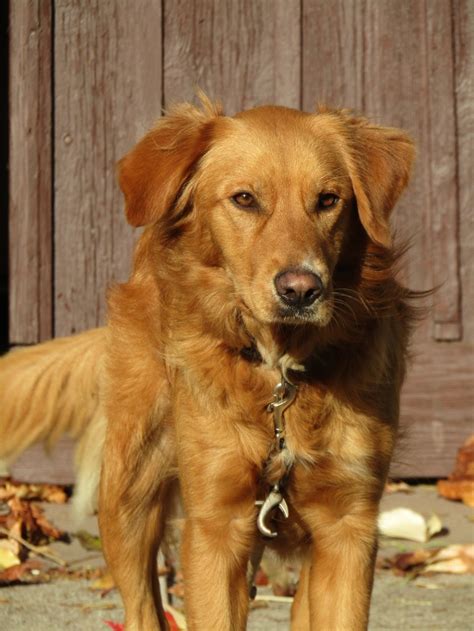 Affectionate, intelligent and devoted, golden retrievers are a distinctly lovable breed. 10 Golden Retriever Rescues Looking For Fosters And ...