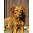 10 Golden Retriever Rescues Looking For Fosters And Adopters  The