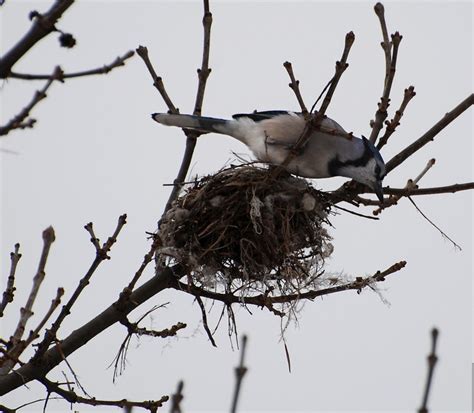 Blue Jays Clever Mimics Of The Bird World Owlcation