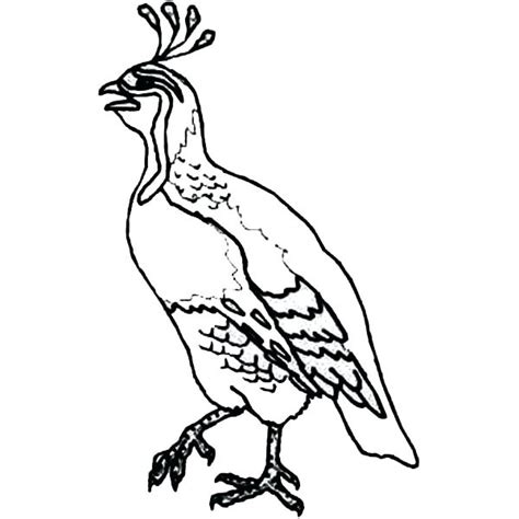 California quail coloring picture art quilts bird drawings. California Quail Drawing | Free download on ClipArtMag