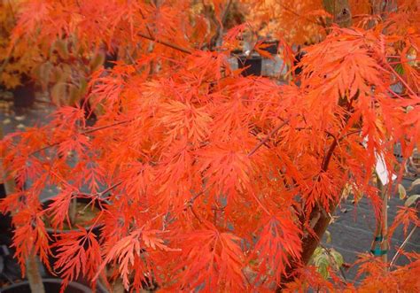Laceleaf Japanese Maple Acer Palmatum Dissectum Seiryu 300mm