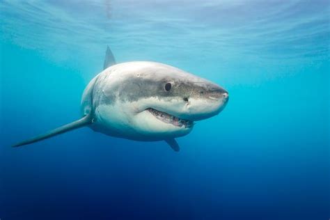 Exposed Top 10 Most Gruesome Shark Attacks — Savaged Organs Missing
