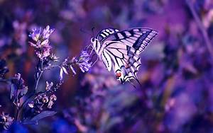 Nature, Flowers, Butterfly, Insects, Purple, Wallpapers, Hd