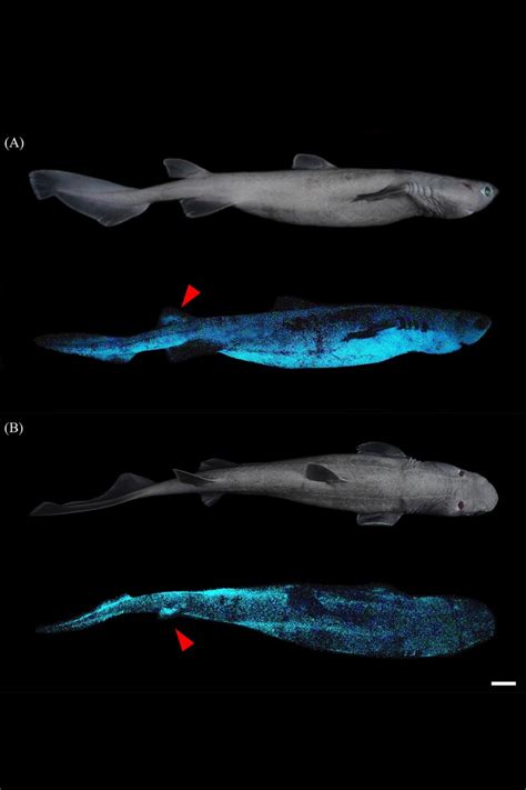 Glow In The Dark Sharks Found Lurking Hundreds Of Feet Below Sea Near