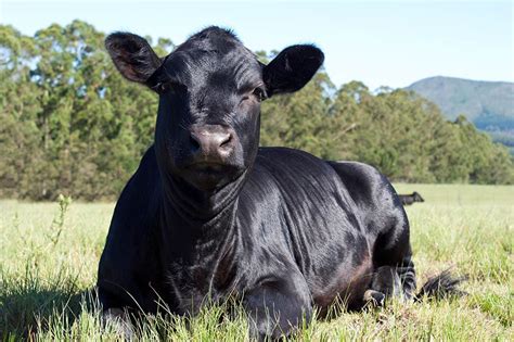 Aberdeen Angus Cattle Breed Facts Origin And History With Pictures