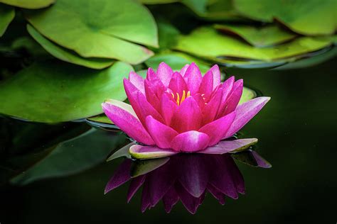 Water Lily Also Called Lotus Flower Photograph By Michael Sedam