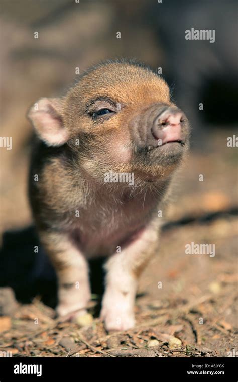 Vietnamese Pot Bellied Pig Baby Sus Scrofa Stock Photo Alamy