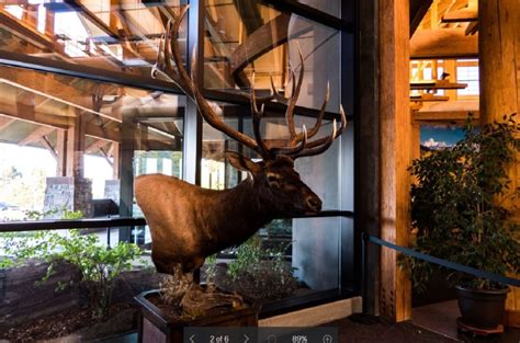 The Archery World Record Elk Is Now On Display For All To See Outdoor