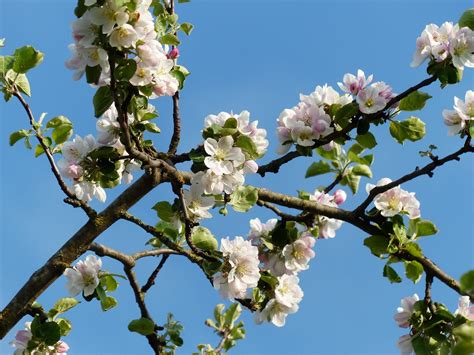 Apple Blossoms Branch Tree Free Photo On Pixabay Pixabay