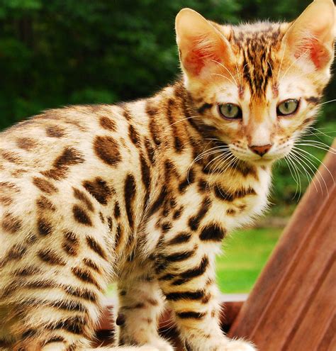 Bengal Cats And Kittens