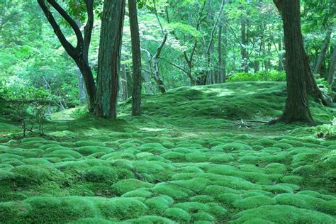 Moss Garden Kyoto Temple