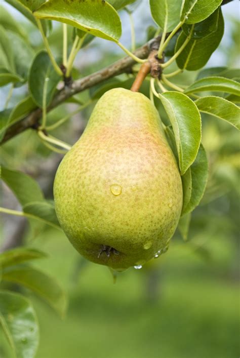 So if you are moving. Fertilizer For Pear Trees - Learn How And When To ...