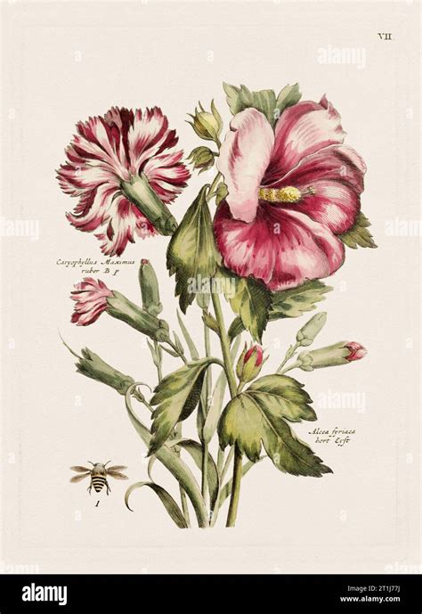 Flower Illustration Antique Botanical Flower Artwork In Full Bloom